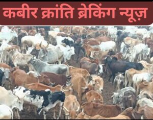 गौ माता की अनदेखी पड़ी भारी तो चुनाव में भुगतना पड़ सकता है खामियाजा!**  कबीर क्रांति ब्रेकिंग न्यूज़ | देखिये डी.एन. योगी की दमदार रिपोर्ट  सड़कों पर लगातार गौवंश की मौतों को लेकर अब लोगों में आक्रोश बढ़ता जा रहा है। गौ माता की सुरक्षा को लेकर यदि सरकार ने समय रहते ठोस कदम नहीं उठाए, तो इसका राजनीतिक नुकसान आने वाले चुनाव में भाजपा को उठाना पड़ सकता है।  जनता के बीच सवाल उठ रहा है—गौ माता के नाम पर राजनीति और घोषणाएं बहुत हुईं, लेकिन सड़क पर बेजुबान गौवंश की जान बचाने के लिए स्थायी व्यवस्था कब होगी?  लोगों की भावनाएं इतनी आहत हैं कि कई लोग इसे गौ माता के प्रति लापरवाही का श्राप तक बता रहे हैं। हालांकि यह जनभावना है, लेकिन सरकार के लिए यह एक गंभीर चेतावनी जरूर है।  अब सवाल सीधा है—गौ माता की सुरक्षा के लिए सरकार कब जागेगी? या फिर चुनावी मैदान में जनता अपने वोट से जवाब देगी?  कबीर क्रांति ब्रेकिंग न्यूज़  रिपोर्ट — डी.एन. योगी